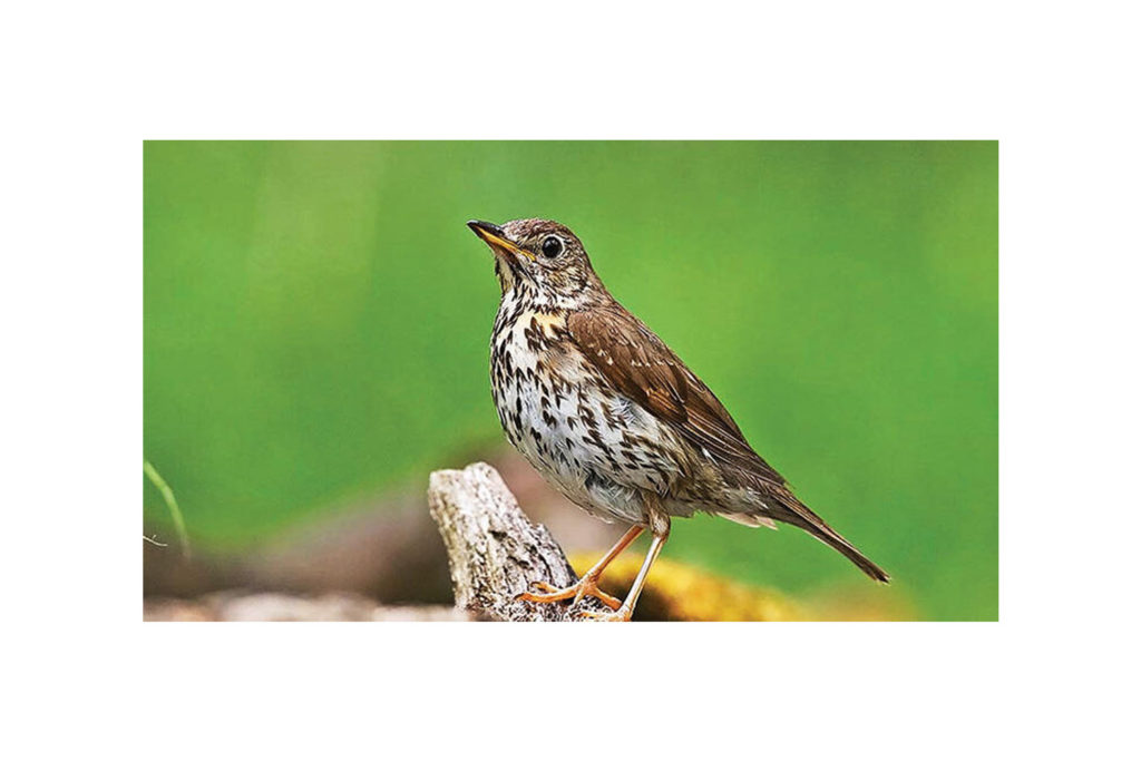 Dokunduğu Hayatlara Türküler Eşliğinde Ardıç Fidanları Serpeleyen Ardıç Kuşu