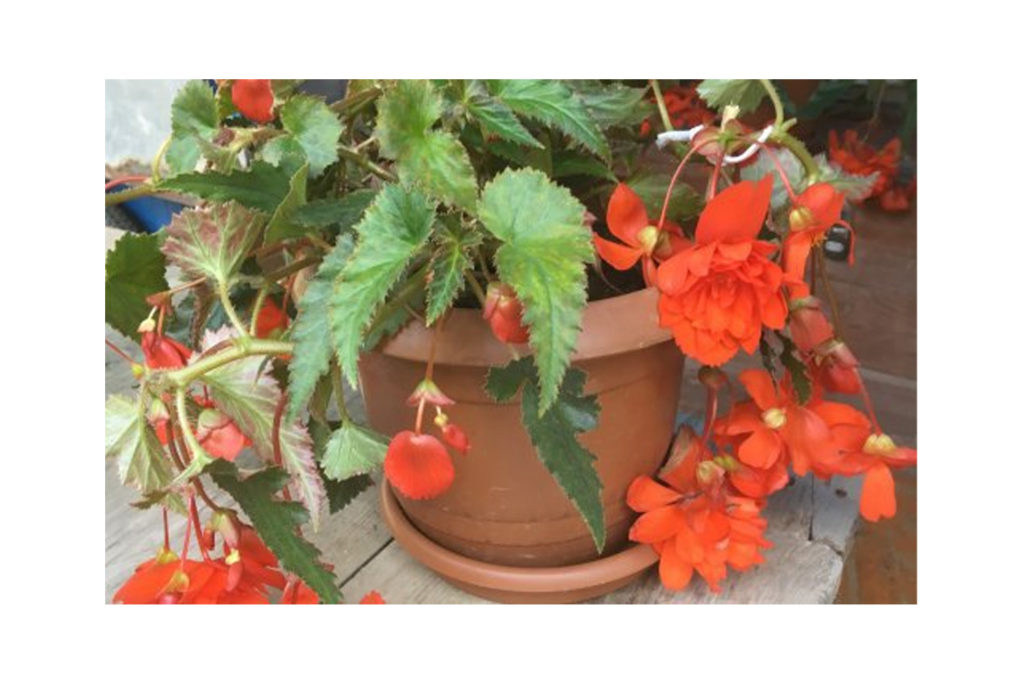 Tarz-ı Hususi Bir Yayla: Namrun