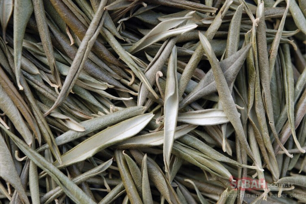 Yapraklarını atıyoruz ama beyin hücrelerini yenilediği ortaya çıktı