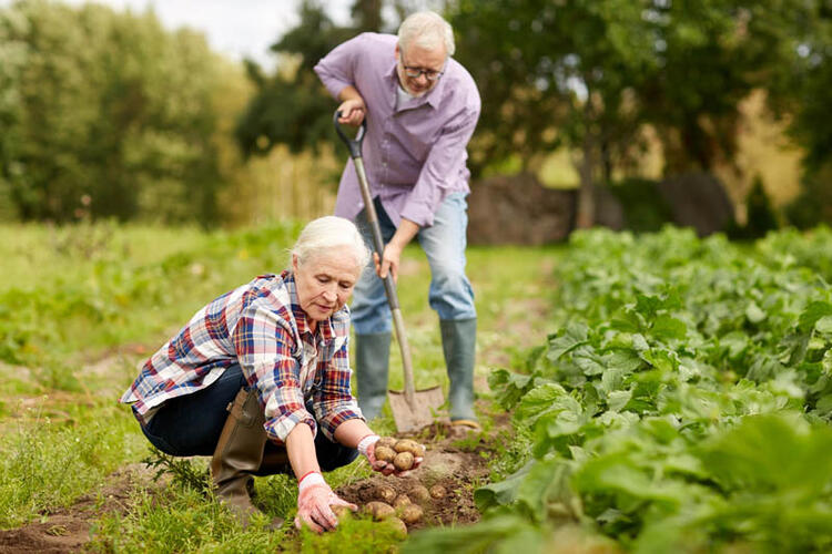 3. Sosyal Güvenlik Destek Primi nedir? Emekli olup, emekli aylığı bağlananların yaşlılık aylığı kesilmeden yeniden çalışmaya başlamaları halinde yapılan kesintidir. Bu kesinti hem işverenden yapılır hem de çalışanın kendisinden yapılır.